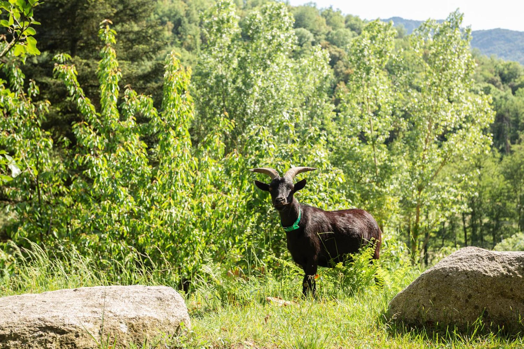 Ca La Montse Villa Viladrau Luaran gambar